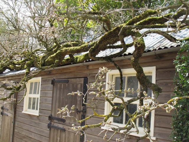the Hidcote wisteria